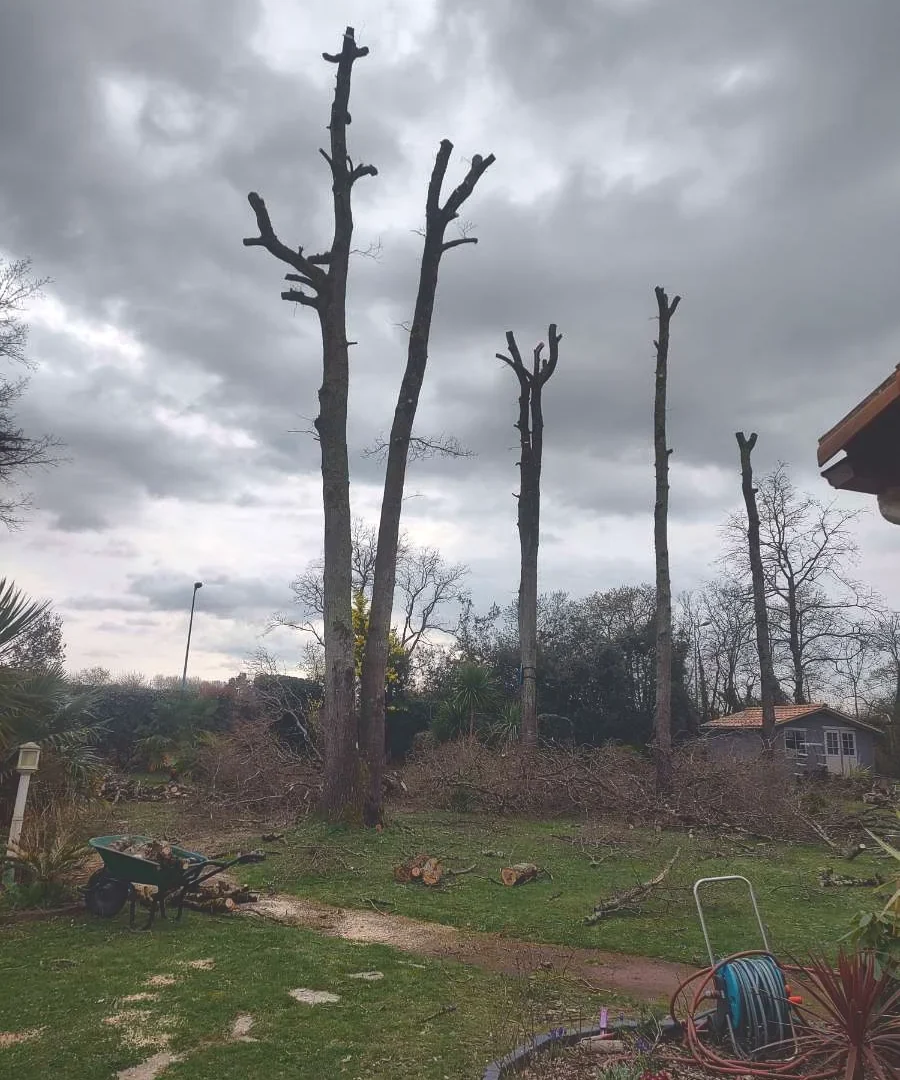 Démontage de cinq arbres au-dessus d&rsquo;un jardin — Pendant le chantier