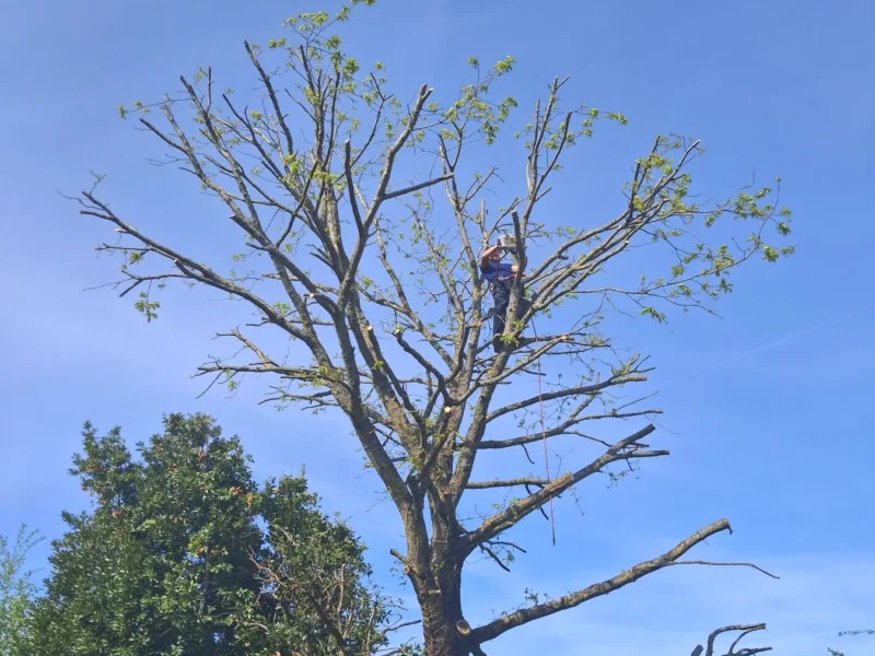 Pourquoi l&rsquo;étêtage abîme un arbre — et ce qu&rsquo;on fait à la place